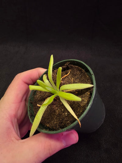 Pinguicula Pink Moon #03
