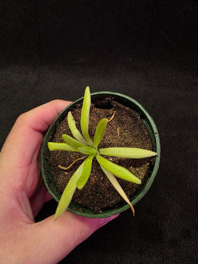 Pinguicula Pink Moon #03