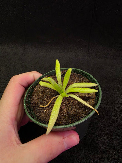 Pinguicula Pink Moon #03