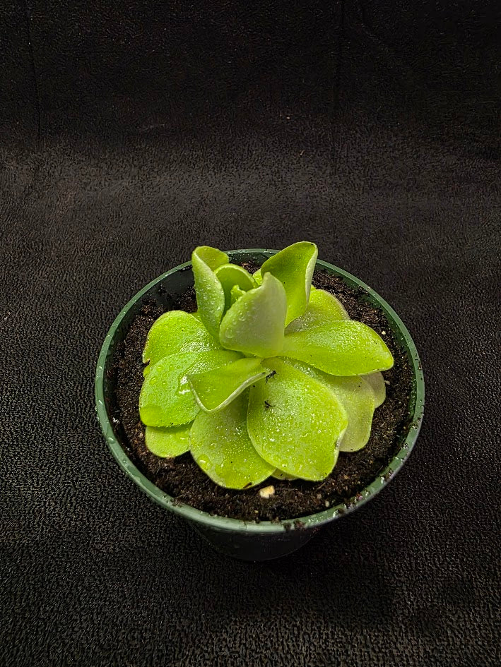 Pinguicula Laueana X Cyclosecta #01
