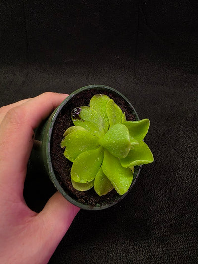 Pinguicula Laueana X Cyclosecta #01