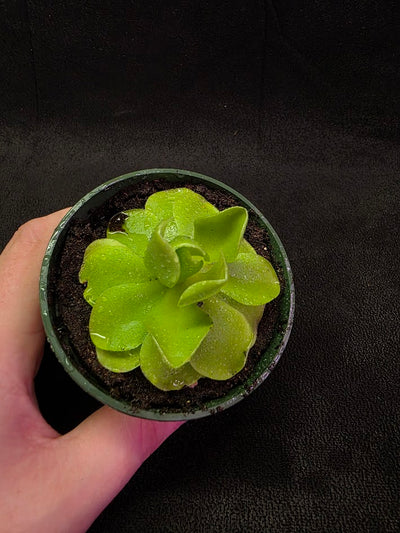 Pinguicula Laueana X Cyclosecta #01