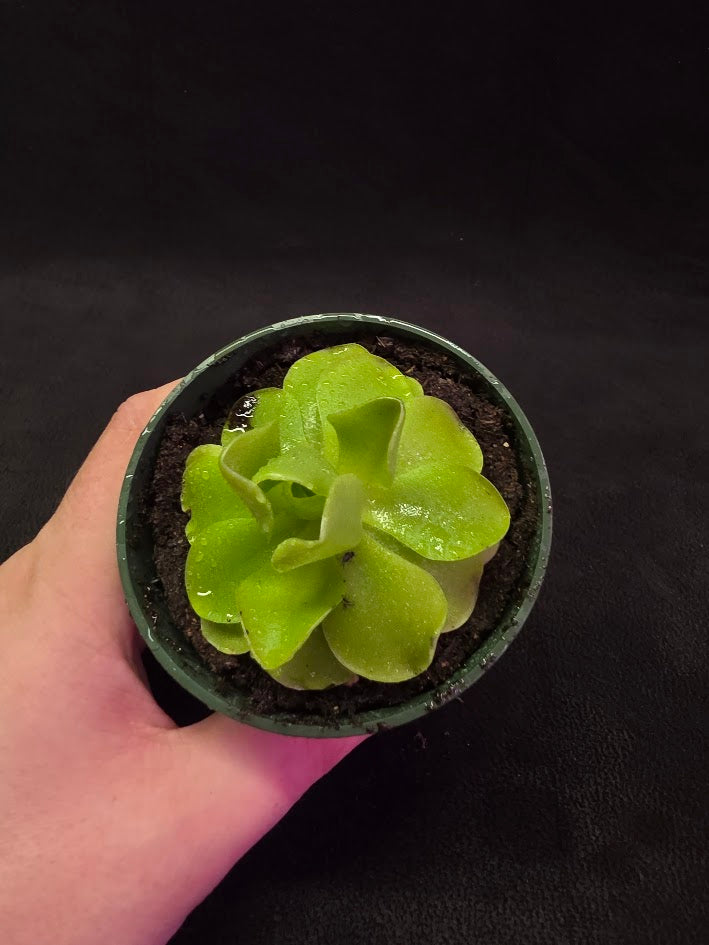 Pinguicula Laueana X Cyclosecta #01