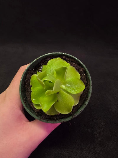 Pinguicula Laueana X Cyclosecta #01