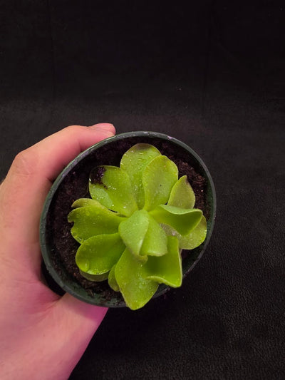 Pinguicula Laueana X Cyclosecta #01