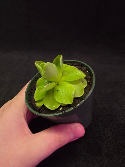 Pinguicula Laueana X Cyclosecta #01