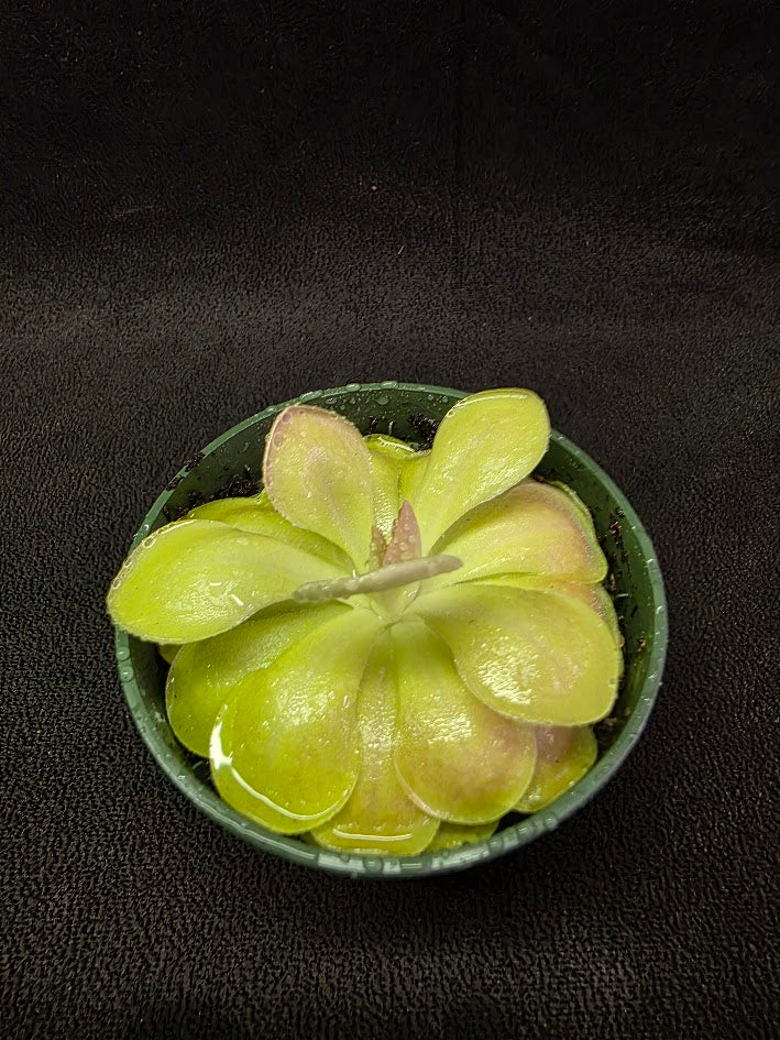 Pinguicula Kewensis #01
