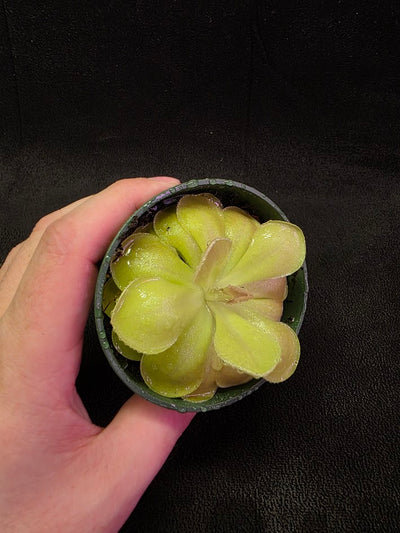 Pinguicula Kewensis #01