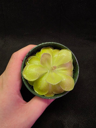 Pinguicula Kewensis #01