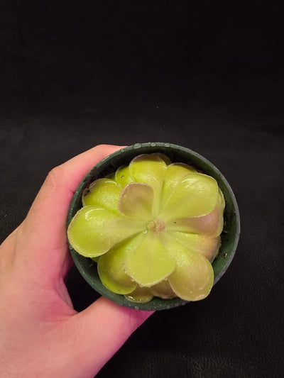 Pinguicula Kewensis #01