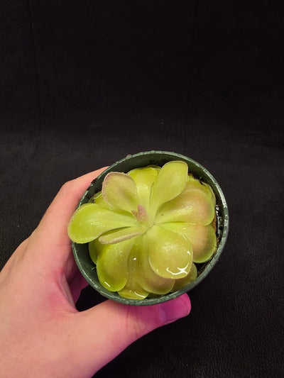 Pinguicula Kewensis #01