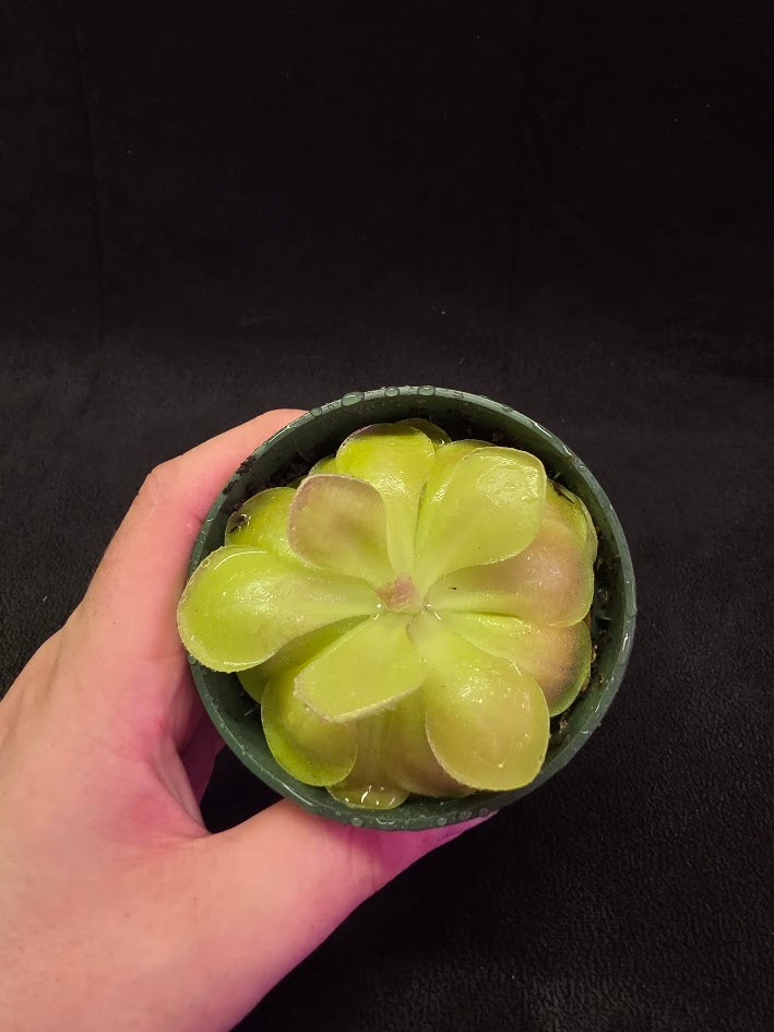 Pinguicula Kewensis #01
