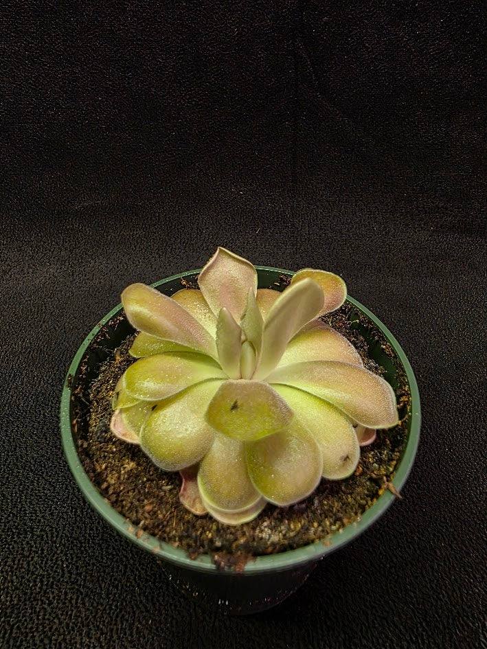 Pinguicula Kewensis #02