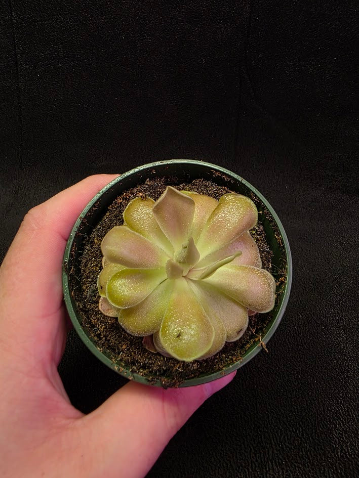 Pinguicula Kewensis #02
