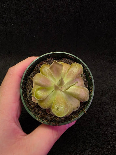 Pinguicula Kewensis #02