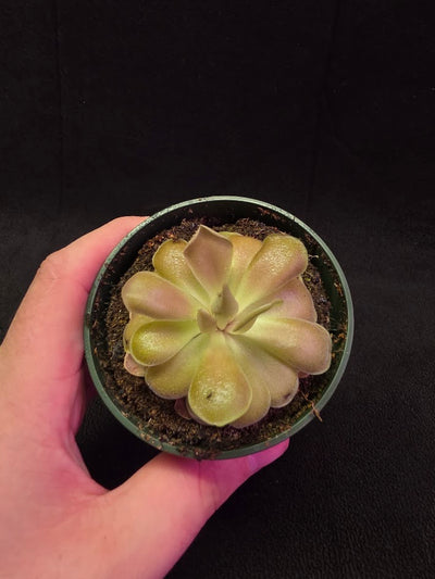 Pinguicula Kewensis #02
