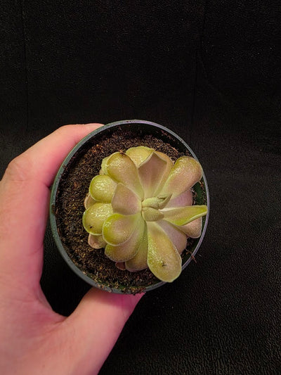 Pinguicula Kewensis #02