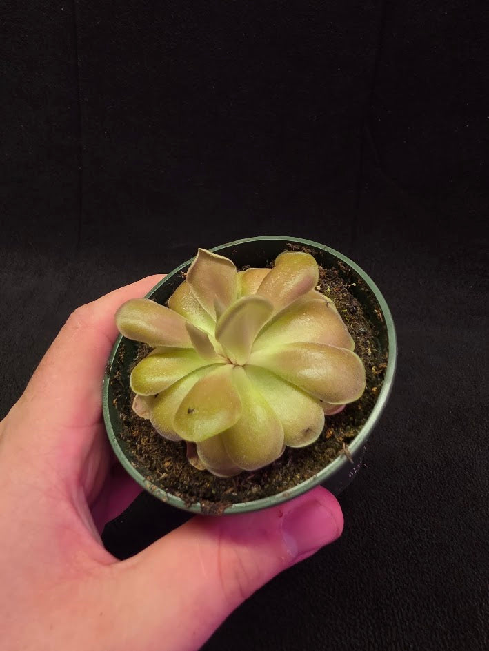 Pinguicula Kewensis #02