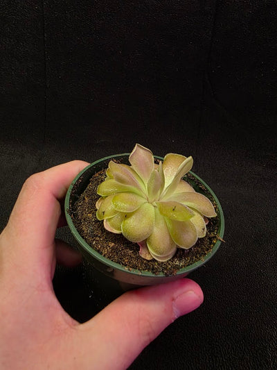 Pinguicula Kewensis #02