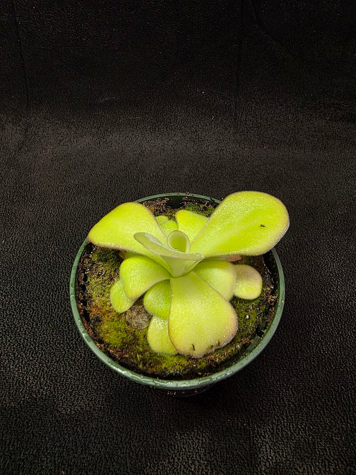 Pinguicula Agnata El Lobo X Huahuapan #01