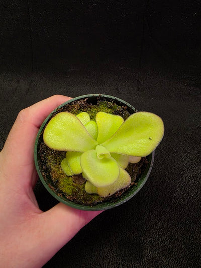 Pinguicula Agnata El Lobo X Huahuapan #01