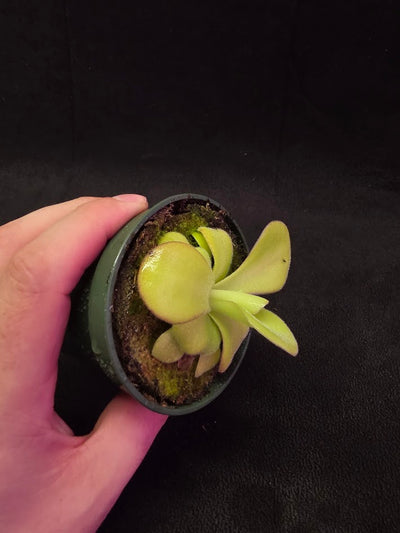 Pinguicula Agnata El Lobo X Huahuapan #01