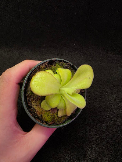 Pinguicula Agnata El Lobo X Huahuapan #01