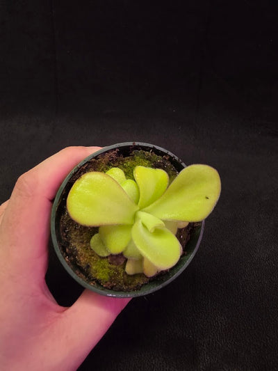 Pinguicula Agnata El Lobo X Huahuapan #01
