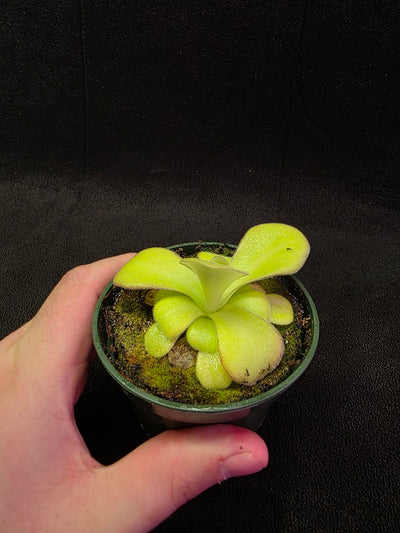 Pinguicula Agnata El Lobo X Huahuapan #01