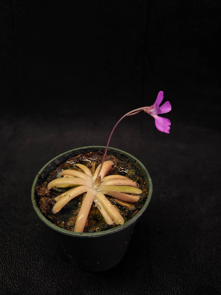 Pinguicula Gypsicola X Moctezumae #01
