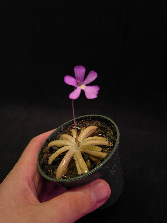 Pinguicula Gypsicola X Moctezumae #01
