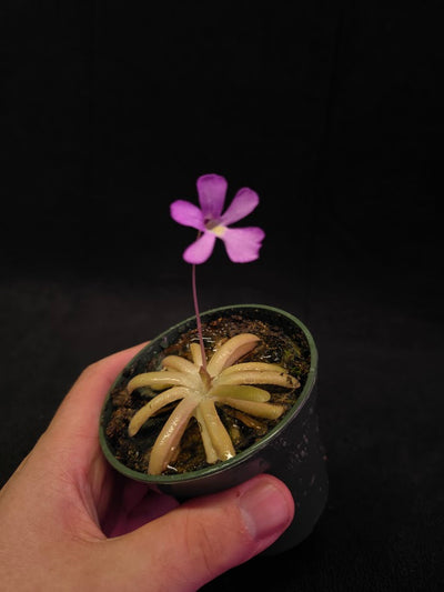 Pinguicula Gypsicola X Moctezumae #01