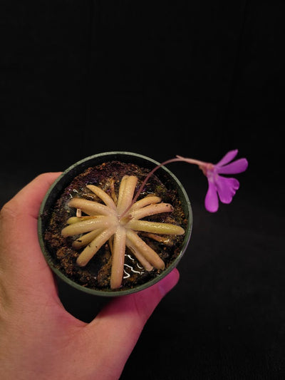 Pinguicula Gypsicola X Moctezumae #01