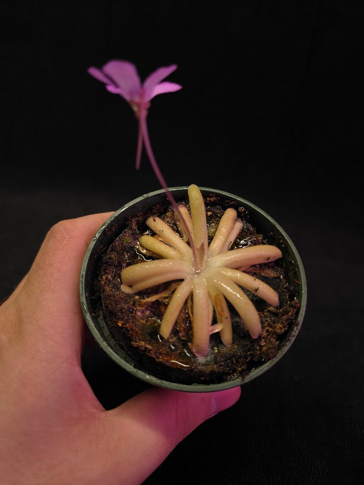Pinguicula Gypsicola X Moctezumae #01