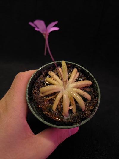 Pinguicula Gypsicola X Moctezumae #01