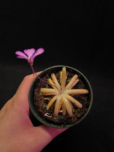 Pinguicula Gypsicola X Moctezumae #01