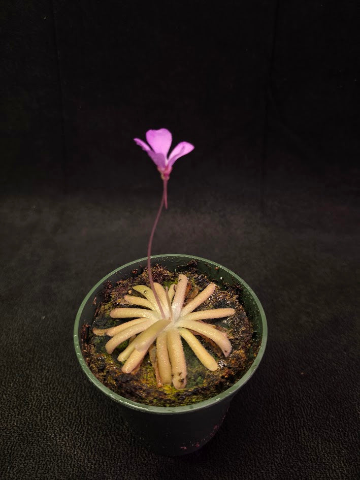 Pinguicula Gypsicola X Moctezumae #02