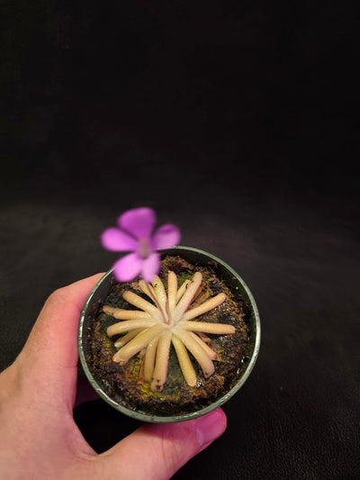 Pinguicula Gypsicola X Moctezumae #02