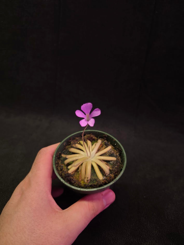 Pinguicula Gypsicola X Moctezumae #02
