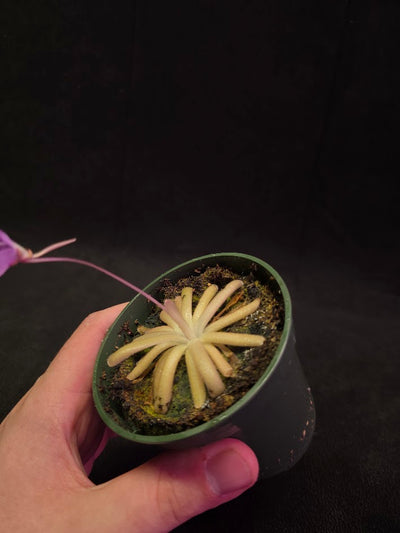 Pinguicula Gypsicola X Moctezumae #02