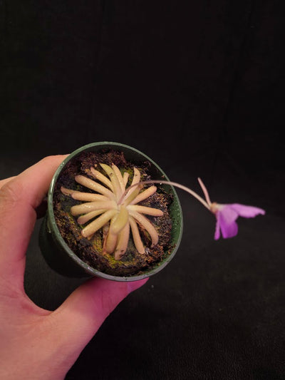 Pinguicula Gypsicola X Moctezumae #02