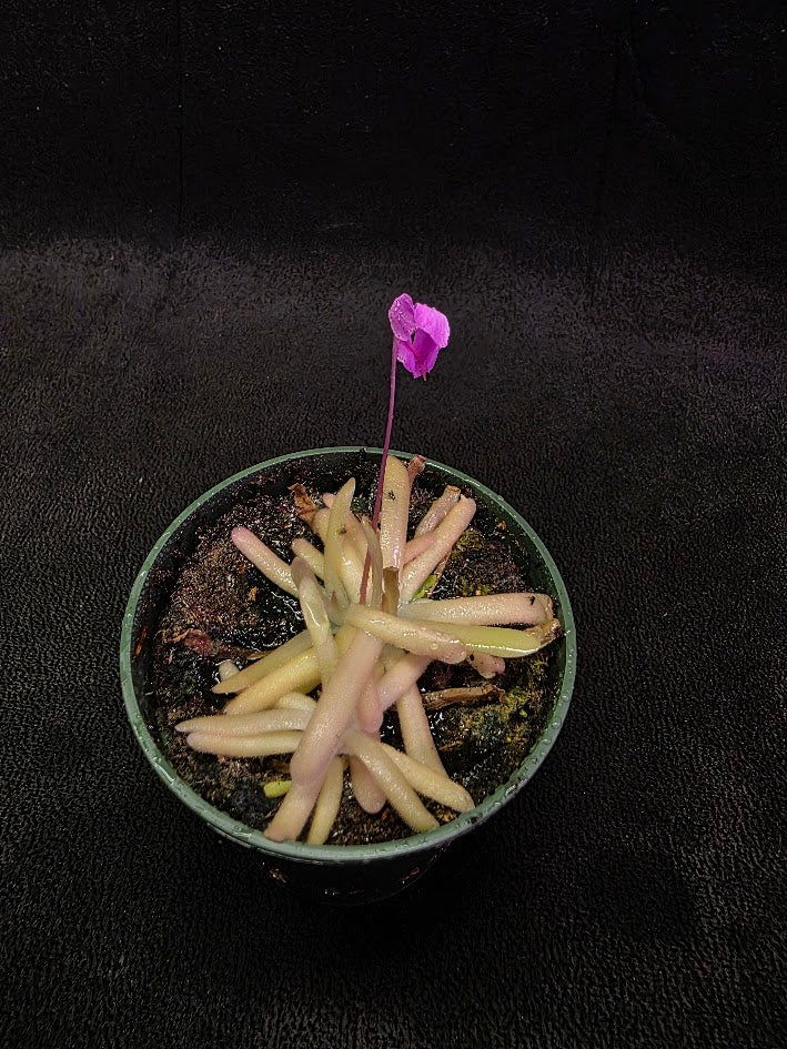 Pinguicula Gypsicola X Moctezumae #03