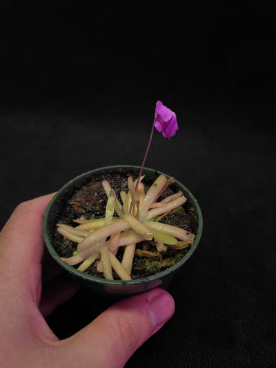 Pinguicula Gypsicola X Moctezumae #03