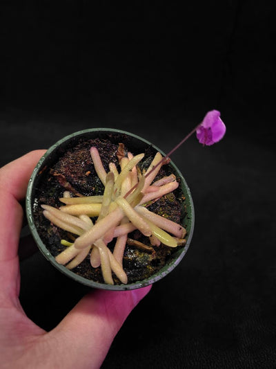 Pinguicula Gypsicola X Moctezumae #03
