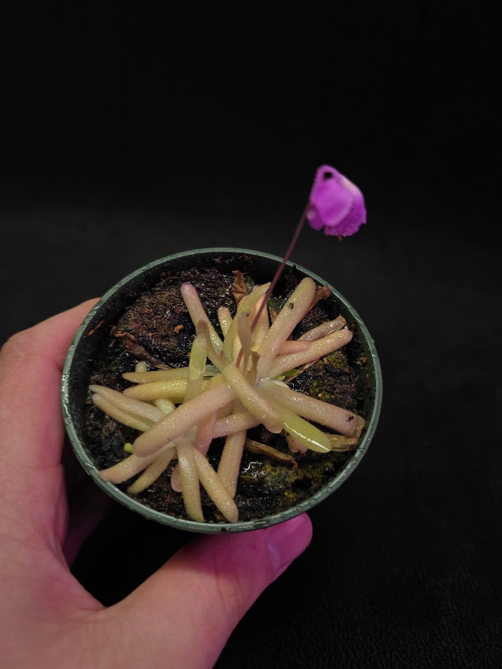 Pinguicula Gypsicola X Moctezumae #03