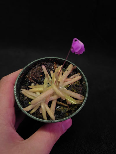 Pinguicula Gypsicola X Moctezumae #03