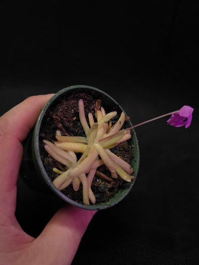 Pinguicula Gypsicola X Moctezumae #03