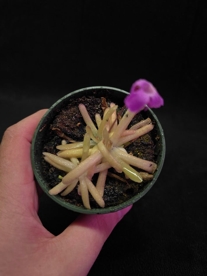 Pinguicula Gypsicola X Moctezumae #03