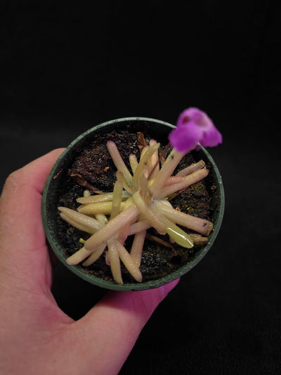Pinguicula Gypsicola X Moctezumae #03