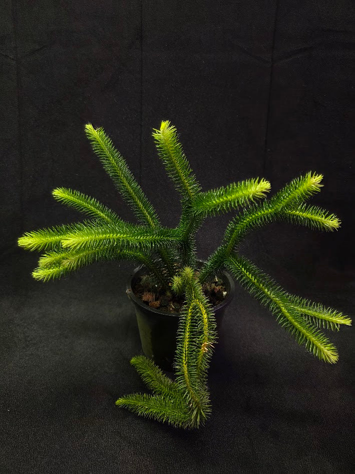 Huperzia Squarrosa #01